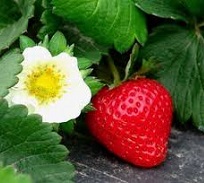草莓_2