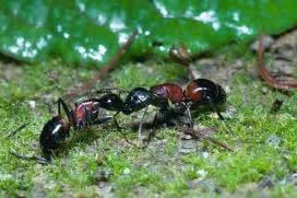 小蚂蚁_1